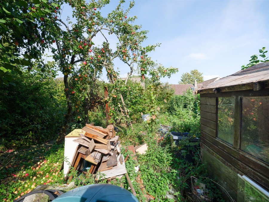 Images for Nettleton Shrub, Nettleton