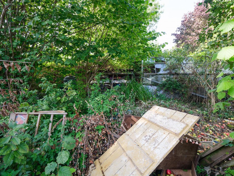 Images for Nettleton Shrub, Nettleton