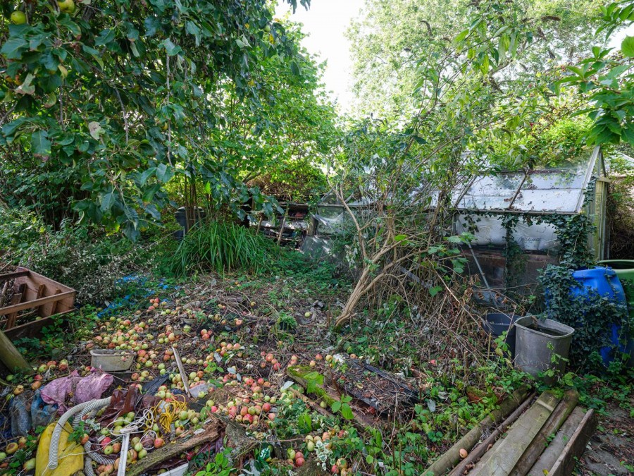 Images for Nettleton Shrub, Nettleton