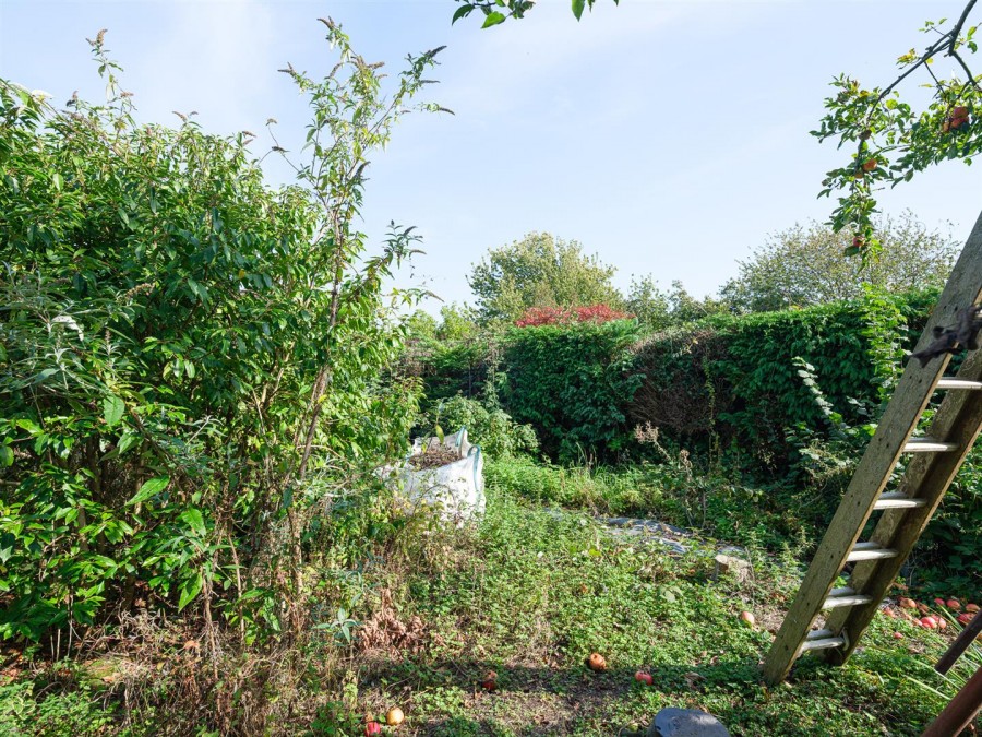 Images for Nettleton Shrub, Nettleton