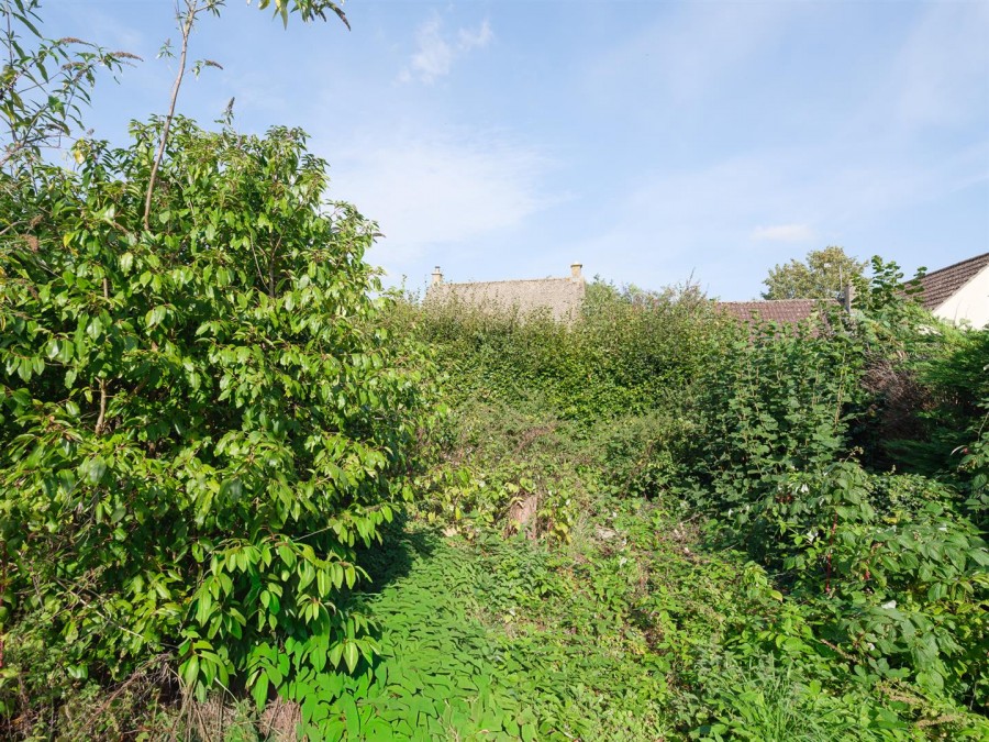 Images for Nettleton Shrub, Nettleton