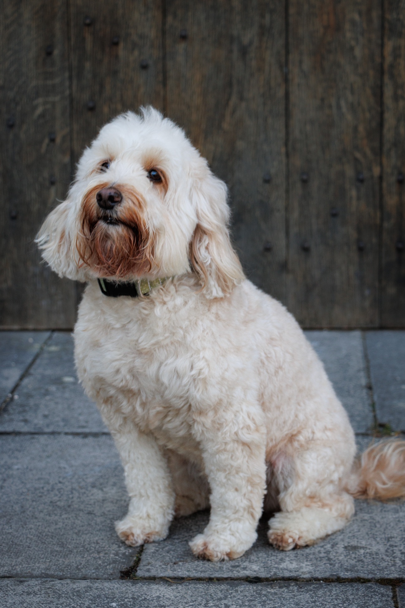 Maisie , Office Dog 